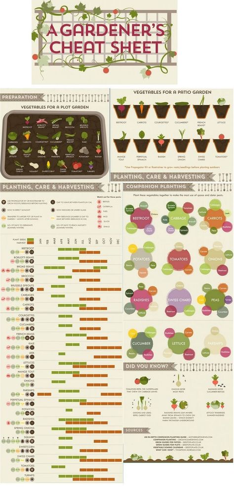 Vegetable when to plant