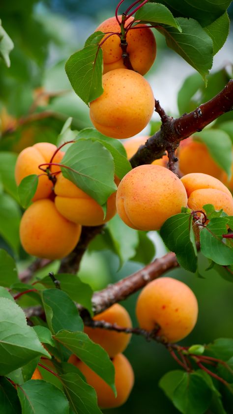 Beautiful fruit garden