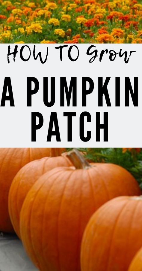 Grow pumpkin plants