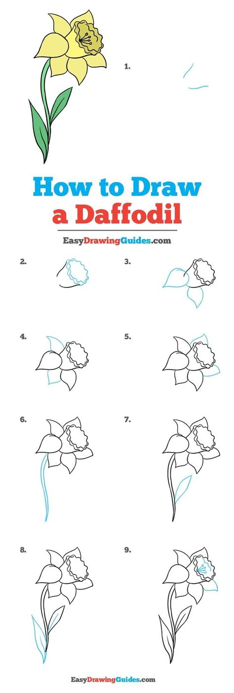 How to plant daffodil