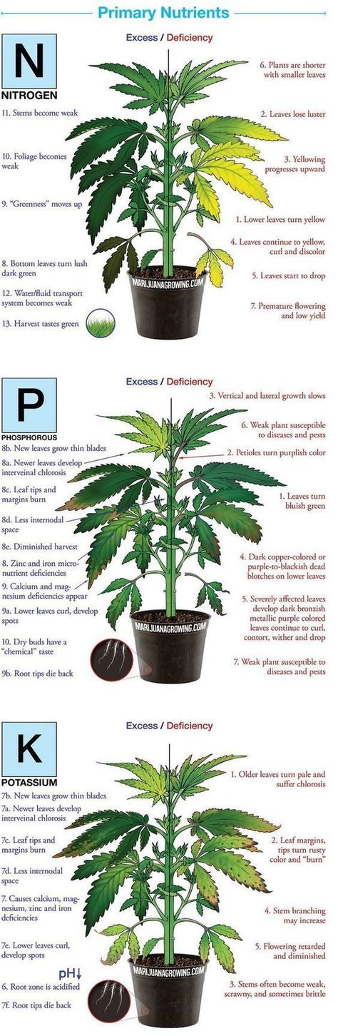 What causes roses leaves to turn yellow