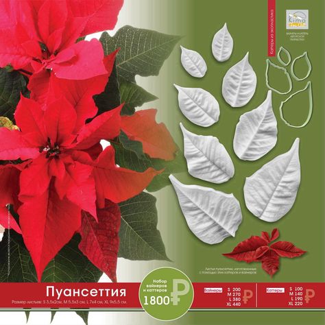 Dog poinsettia poison