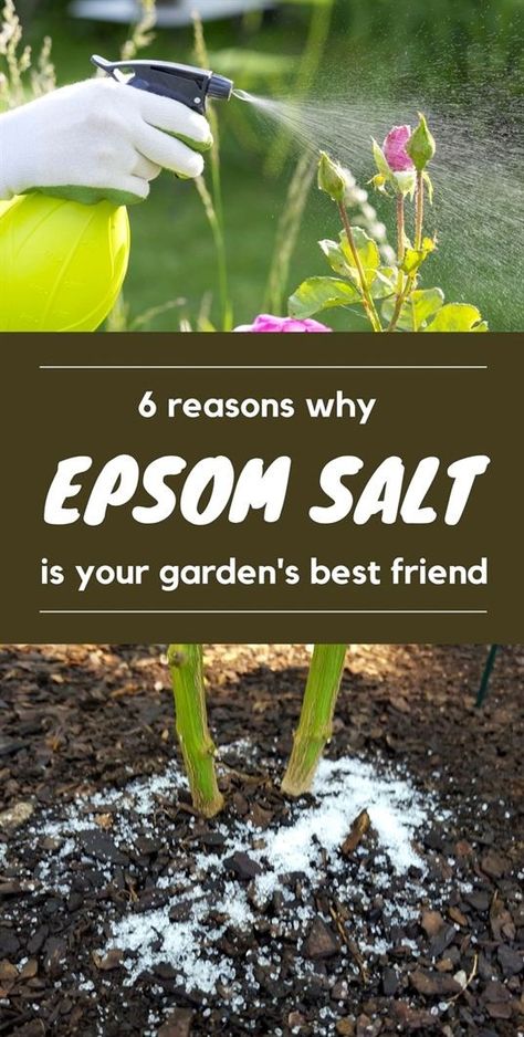 Epsom salts for fertilizer