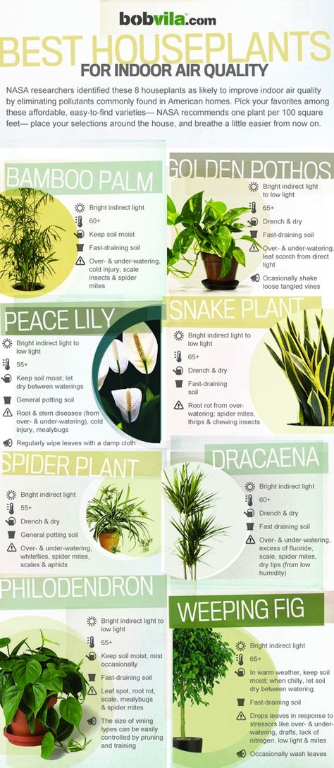 Plants for indoor air purification