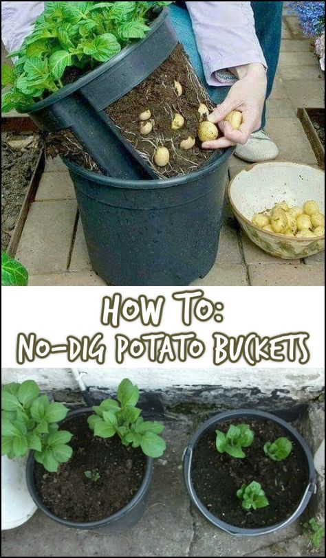 When should potatoes be planted