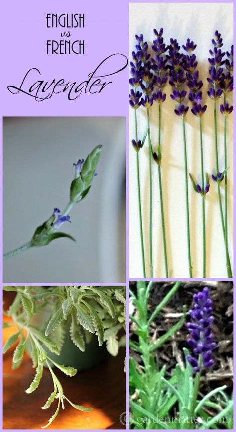 When to trim lavender plant