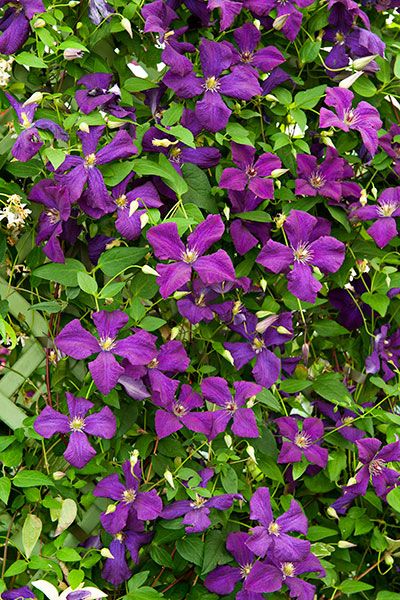 Perennial climbing flowers