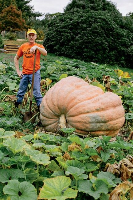 When do u plant pumpkins