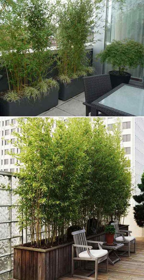 Plant for balcony privacy