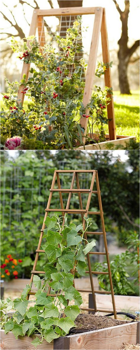 Growing cucumbers horizontally