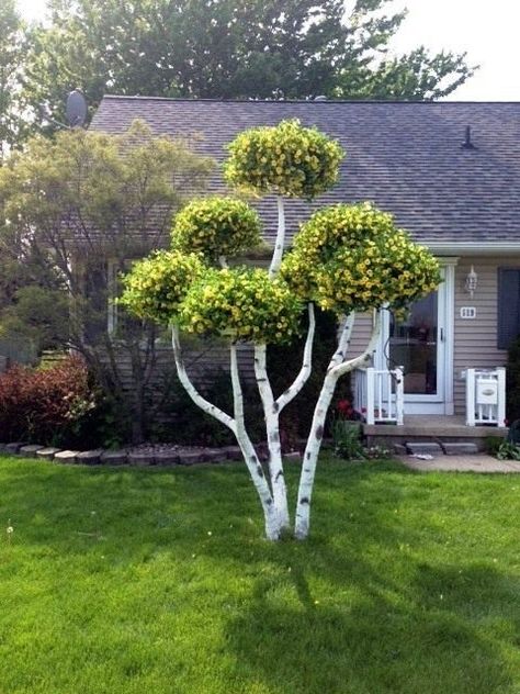 Trees for front gardens