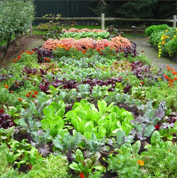 Vegetable garden planting layout