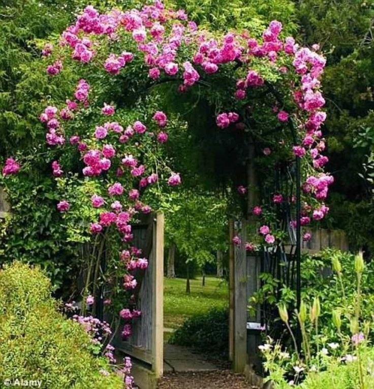 Fast climbing flowers