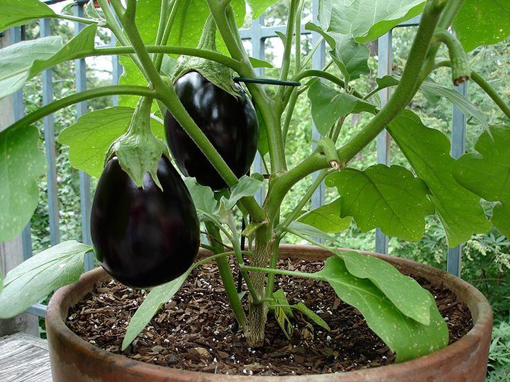 Home grown eggplants