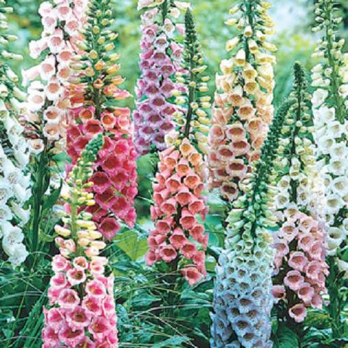 Where to plant foxglove