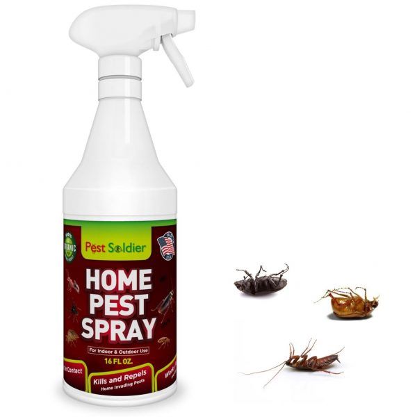 Homemade bug spray for indoor plants