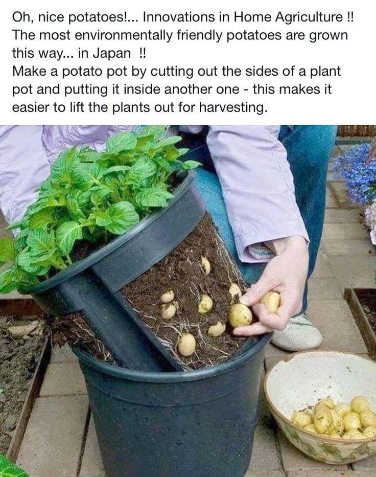 How to growing potatoes in bags
