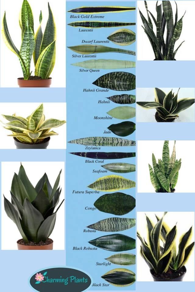 How often to water indoor plants