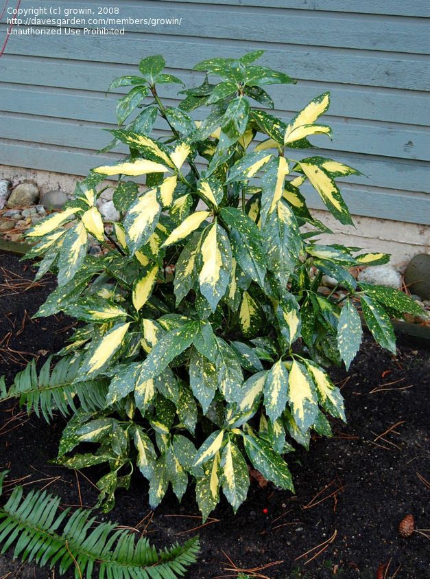 Evergreen shrubs that like shade