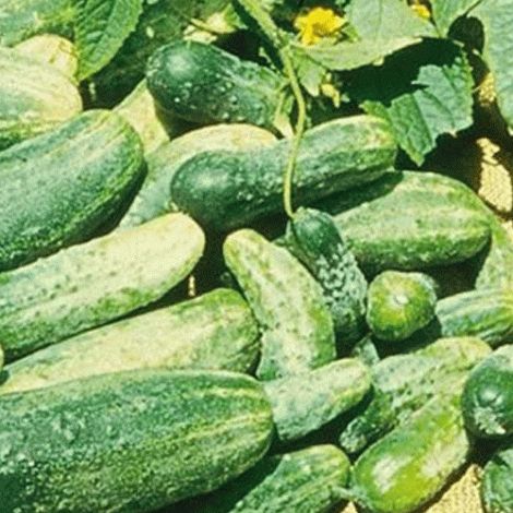 Planting instructions for cucumbers