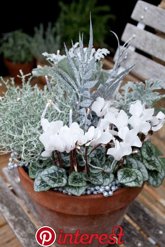 Winter plant ideas