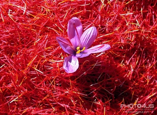 Saffron spice plant