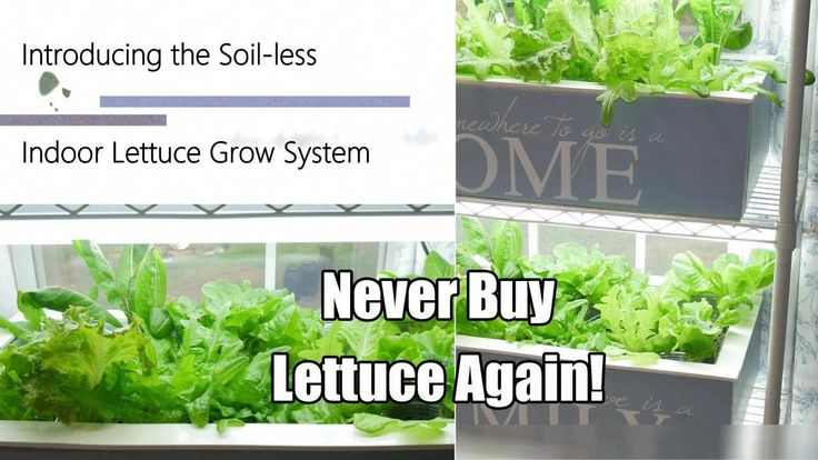 Growing conditions for lettuce