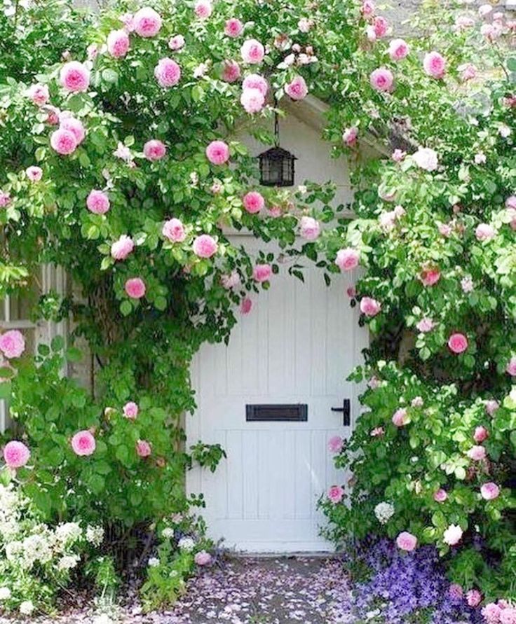 Best smelling climbing roses