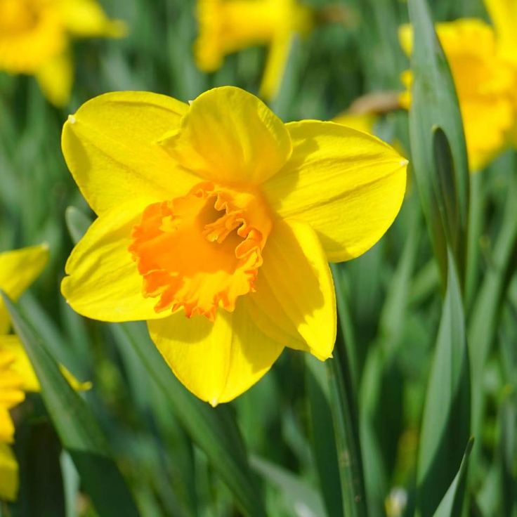 How to plant daffodil bulbs in fall