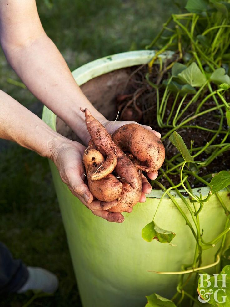 Grow sweet potatoes from slips