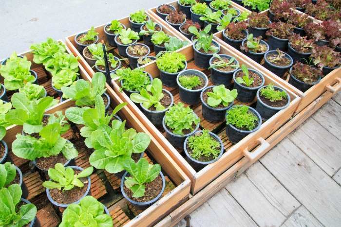 Container vegetable garden plan