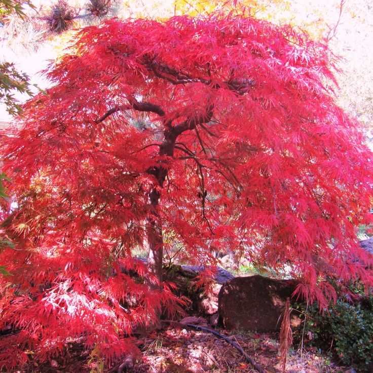 Weeping japanese maple tree