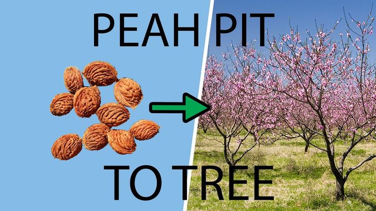 How to make a peach seed grow