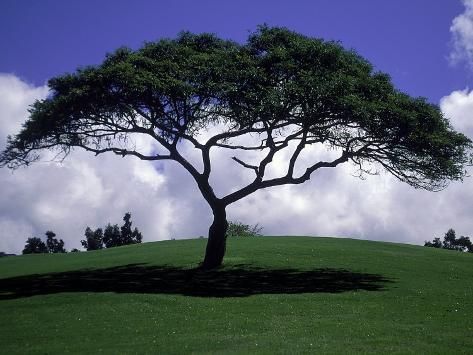 Trees that love shade