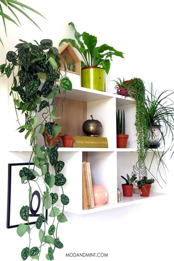 Easiest indoor plants