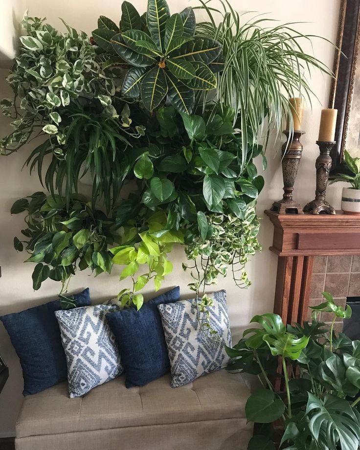 What is the best house plant