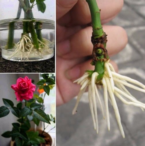 Can you root roses from cuttings