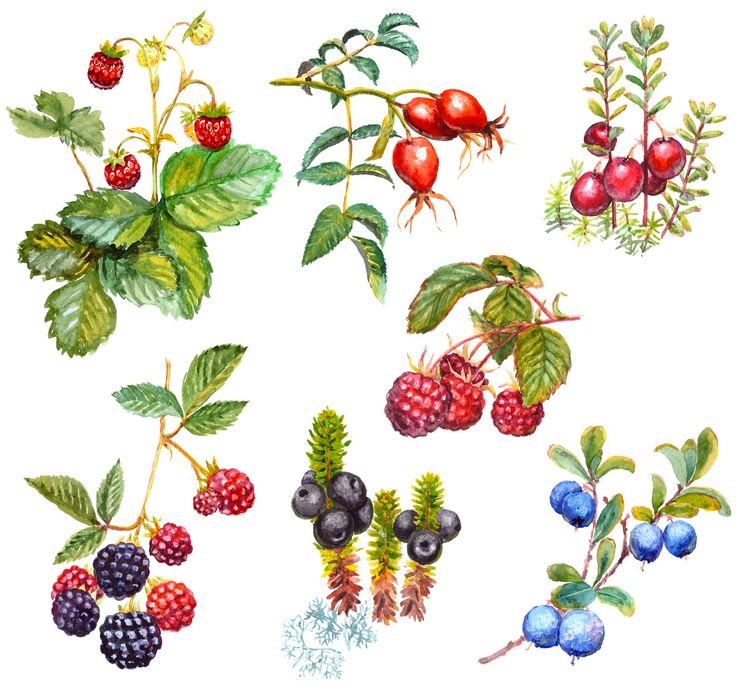 Types of red berries with pictures