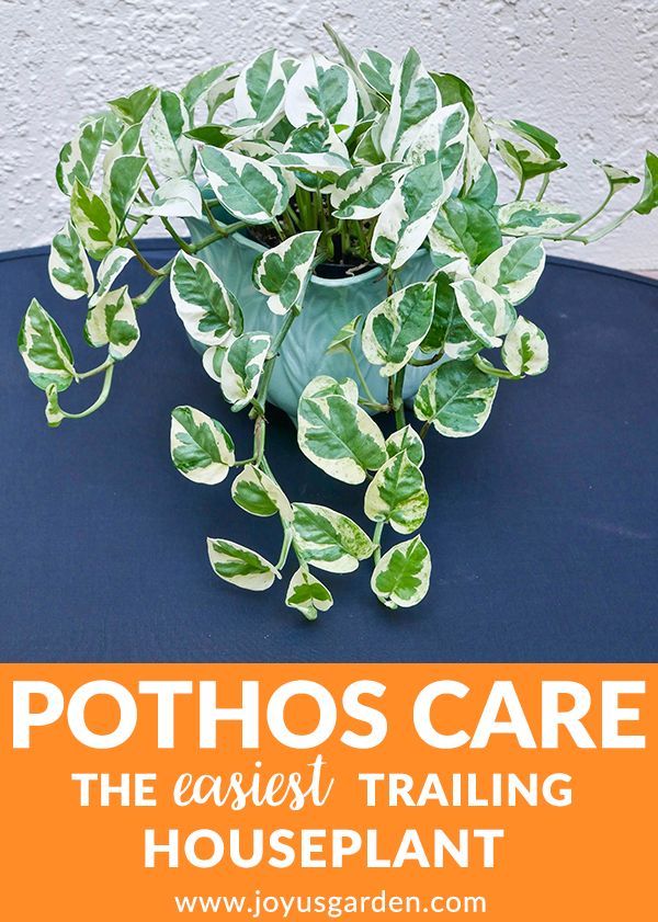 How to care for pothos