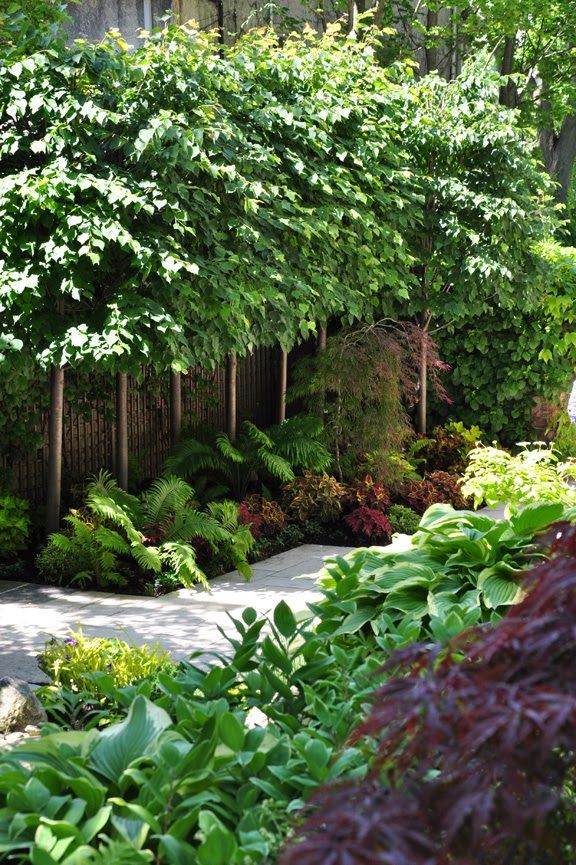 Good shade trees for backyard