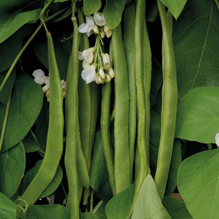 Runner bean growth