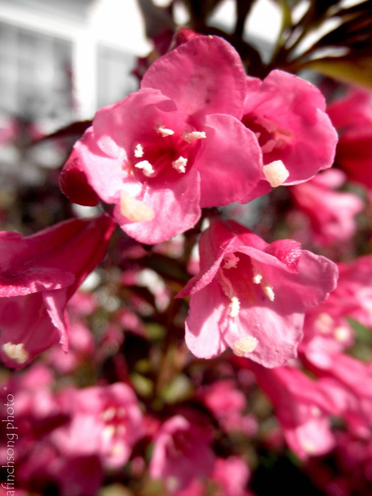 Blooming flower bushes