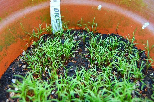 Rosemary growing conditions