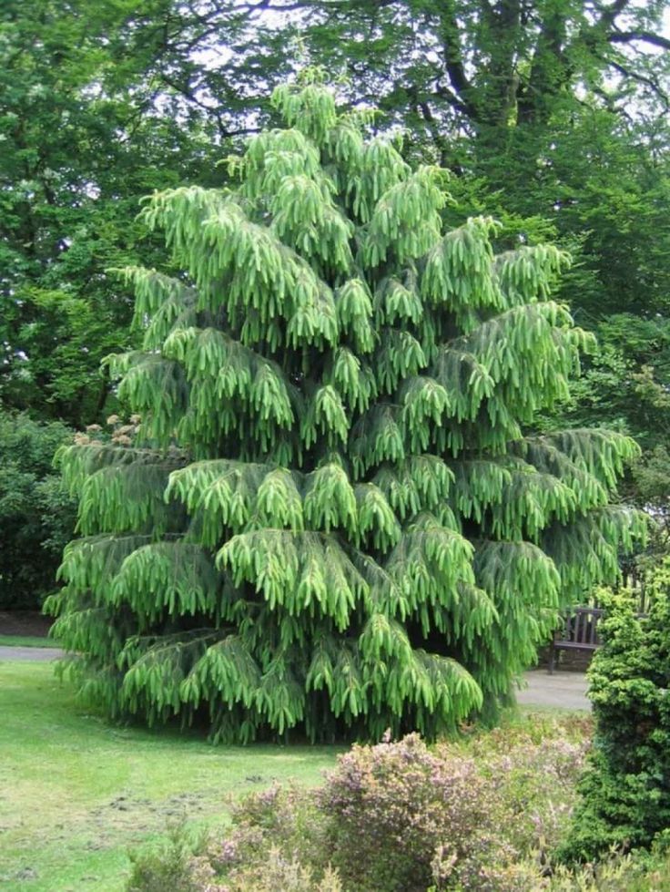 Evergreen trees for small yards