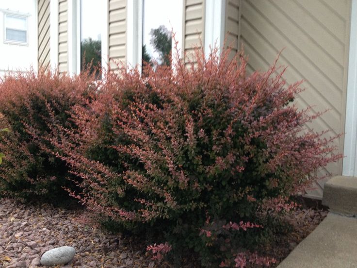 Small bushes for front of house