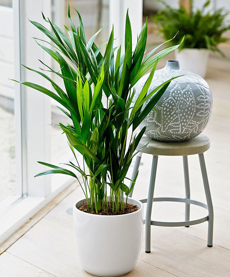 Best houseplants for air purification