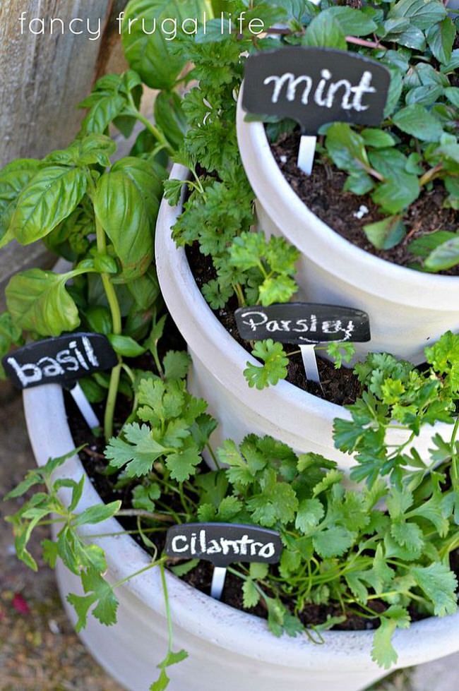 Potted herb gardens outdoor