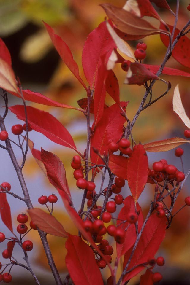 Evergreen with red berries bush