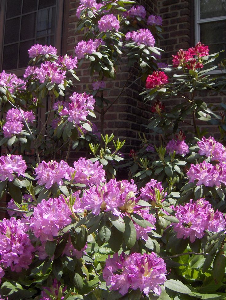 Trim rhododendron in summer