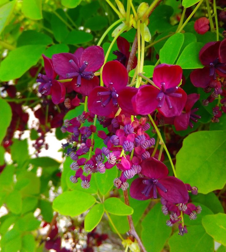 Flowering evergreen climbers